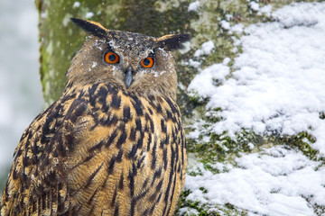 Poster - Eurasian eagle-owl (Bubo bubo) in the animal enclosure in the Bavarian Forest National Park, Bavaria, Germany.