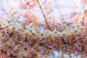 Blossoming cassia