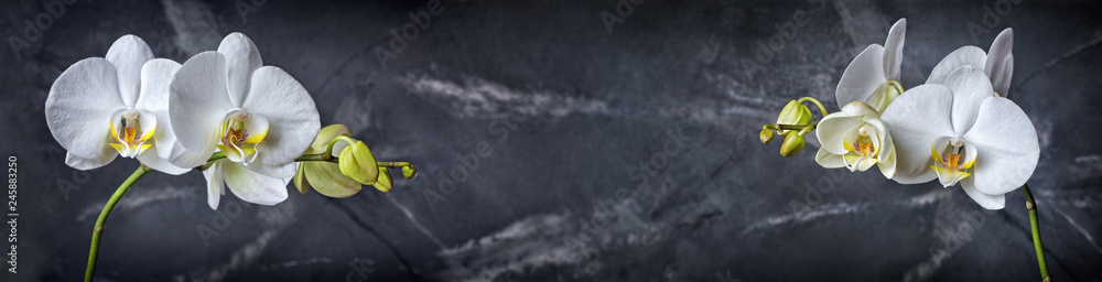 Banner with branches ofl white orchid flowers on black marble background