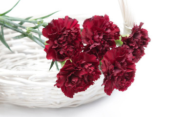 Wall Mural - carnations