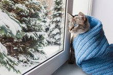 Cute Flaffy Cat With Blue Eyes Covered In Knitted Blue Scarf , Sitting On A Window Sill And Watching Throuth The Window On Snowy Trees