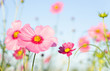 © mraoraor - Closeup beautiful pink cosmos flower with blue sky background, selective focus