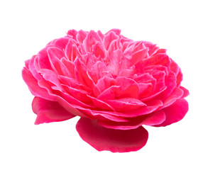 Wall Mural - Beautiful sweet pink rose flower isolated on white background, love and romantic concept