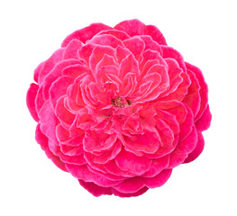 Wall Mural - Beautiful sweet pink rose flower isolated on white background, love and romantic concept