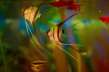 Sticker - Colorful fishes in the aquarium