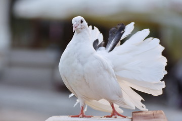 Wall Mural - white race pigeons,dove in grass