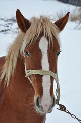 Wall Mural - Romania, heavy horse ,winter