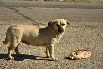 Sticker - white dog and a loaf of bread 