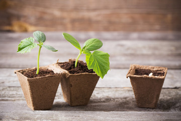 cucumber seedlings on a wooden background