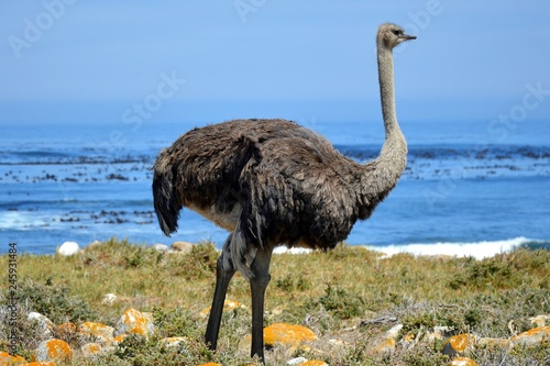 Vogel Strauss Am Meer Buy This Stock Photo And Explore Similar