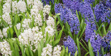 White and blue hyacinths in the garden.