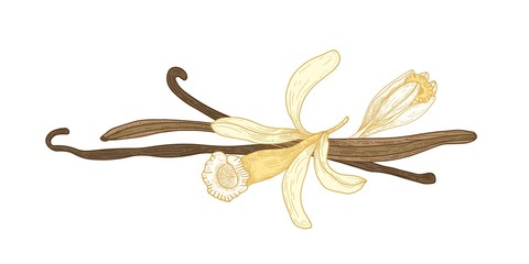 Botanical drawing of vanilla blossom or flower and fruits or pods isolated on white background. Natural aromatic spice or condiment. Realistic vector illustration hand drawn in elegant antique style.