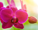 Fototapeta Storczyk - Orchid flower sunset tone