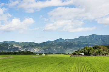 Canvas Print - green paddy farm