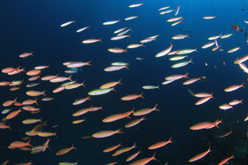 Wall Mural - Tuna and sardines fish in ocean