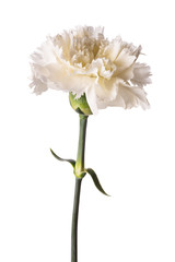 Wall Mural - White carnation