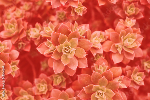 background-in-trendy-color-of-the-year-2019-living-coral