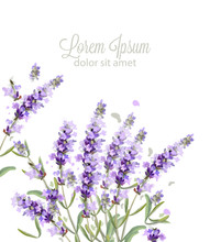 Lavender Watercolor Poster Free Stock Photo - Public Domain Pictures