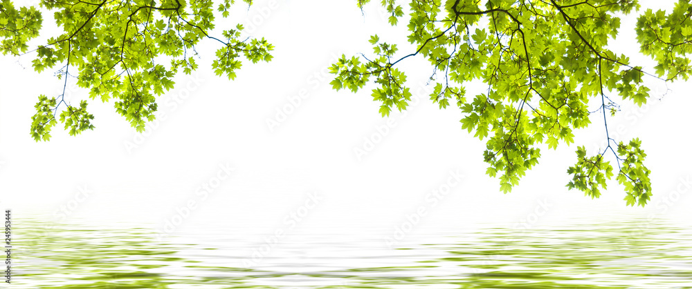 closeup of maple leaves on white background - obrazy, fototapety, plakaty 