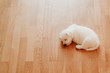 West terrier puppy lying on the floor