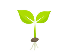 Little Germinating Plant From Seed Seedling Icon.