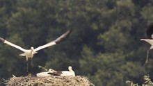 White Storks In Springtime