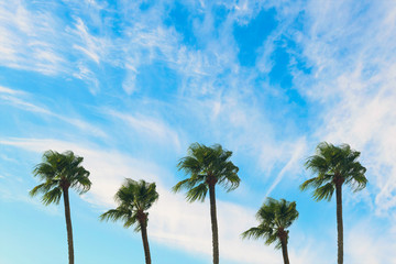 tropical palm tree with sun light on blue sky. Summer vacation and  travel concept. Vintage tone filter effect color style.Copy space