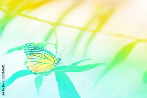 Butterflies and nature in pastel tones