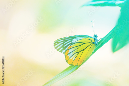 Butterflies and nature in pastel tones