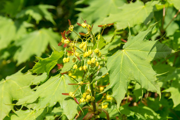 Wall Mural - Amur maple (Acer ginnala) in blossom