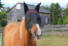 Horse Wearing Fly Mask Sticking Tongue Out In Field With Wooden Building And Fence In Background.