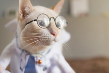 Portrait Of Cute White Cat Dressed Up In Doctor,veterinary Concept.