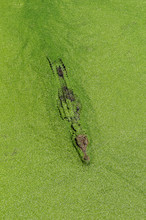 African Nile Crocodile Swimming Through Water Covered With Green Algae 