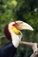 Sticker - The wreathed hornbill (Rhyticeros undulatus), also known as the bar-pouched wreathed hornbil, portait.