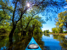 Shot From Point Of View Of The Paddler Of Blue Kayak On Flooded Trees At Spring High Water At Danube River. Kayaking In Wilderness Areas Among Flooded Trees At Spring High Water At Danube River.