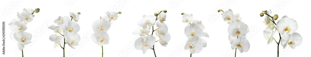 Set of beautiful orchid phalaenopsis flowers on white background - obrazy, fototapety, plakaty 