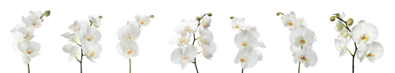 Wall Mural - Set of beautiful orchid phalaenopsis flowers on white background