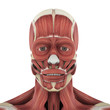 Human Facial Muscles Anatomy