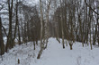 piękna leśna droga zimą