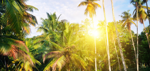 Wall Mural - Tropical garden with coconut palms and a pineapple plantation. Shri Laka . Wide photo.