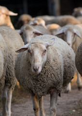 Poster - Sheep flock on ranch