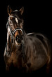 Vollblüter  schwarzer Hintergrund  Pferd Rennpferd dunkelbraun Horse Running Kandarre Reitsport 