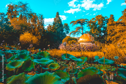 Fotografía Warm sunset light on botanical garden pond scene