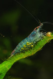 Fototapeta Dmuchawce - Red rilli shrimp