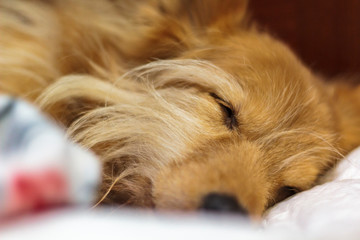 Wall Mural - Close up of dog sleeping