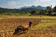 © robertharding - Rice paddy field worker farming near Andasibe, Madagascar