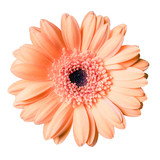 Fototapeta Na ścianę - beautiful peach colored gerbera daisy flower isolated on white background closeup
