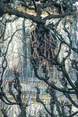 Dresde, ciudad arquitectónica y bella. Árbol sin hojas debido al día de diciembre y como telón de fondo a la iglesia que está al lado del río.