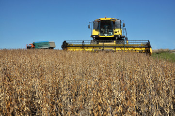 Soybean crop harvesting