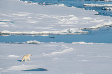 Polar Bear (Ursus Maritimus) In The High Arctic Near The North Pole, Arctic, Russia